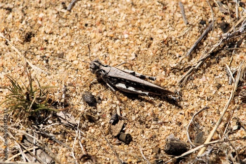Dorsal view of Common Bandwing Grasshopper (Pycnostictus seriatus) on sand photo