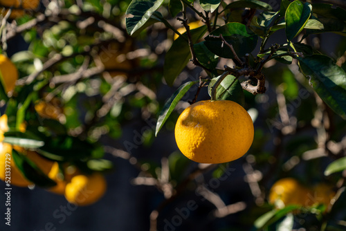 Hassaku orange - Citrus hassaku - has become yellow in Fukuoka city, JAPAN.