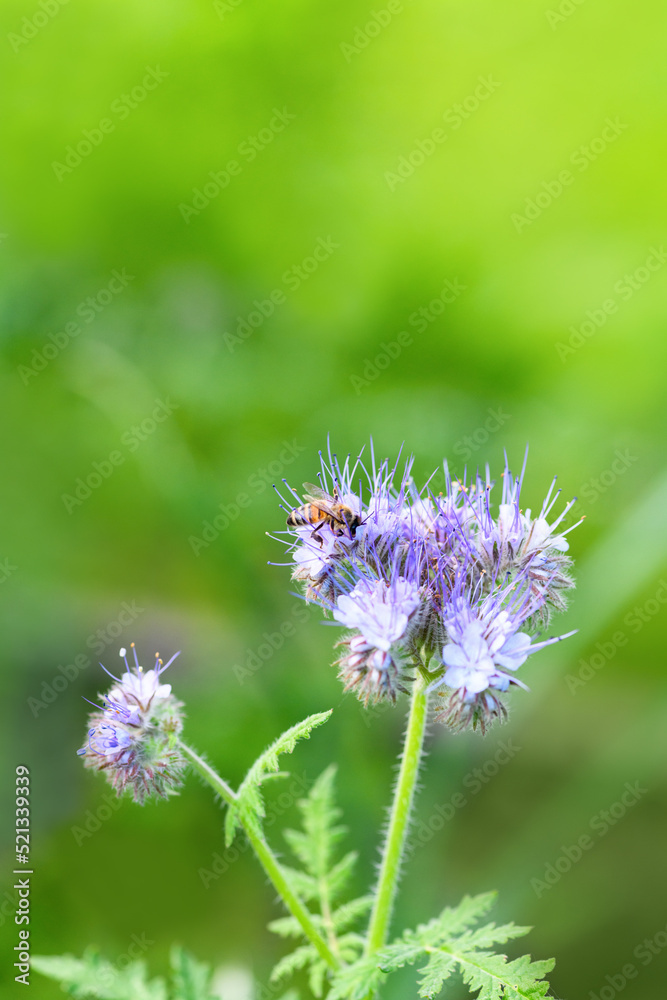 Fototapeta premium Bee and flower phacelia. Close up of a large striped bee collecting pollen from phacelia on a green background. Phacelia tanacetifolia (lacy). Summer and spring backgrounds