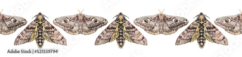 Fotografie, Obraz Seamless rim watercolor grey brown moth with eyes on wings and butterfly with skull on white background