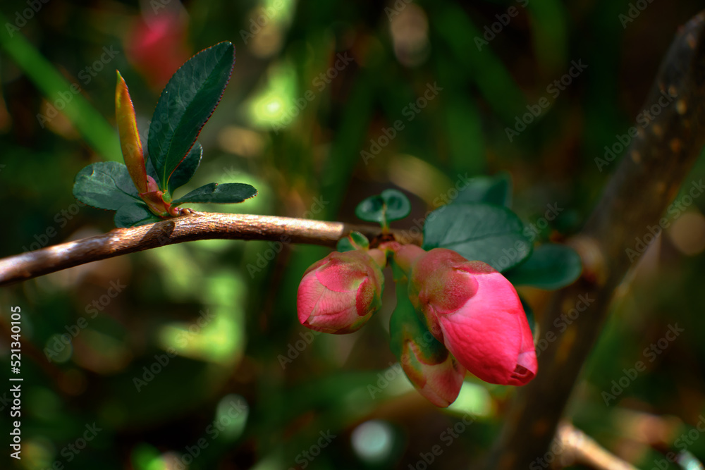 Small delicate pink blossoms of a crab apple tree surrounded by it's dark green leaves Small delicate pink blossoms of a crab apple tree surrounded by it's dark green leaves