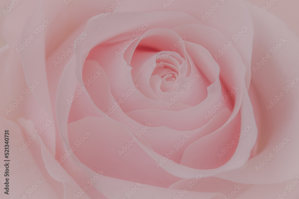 Close up of pink rose on soft bokeh  background.