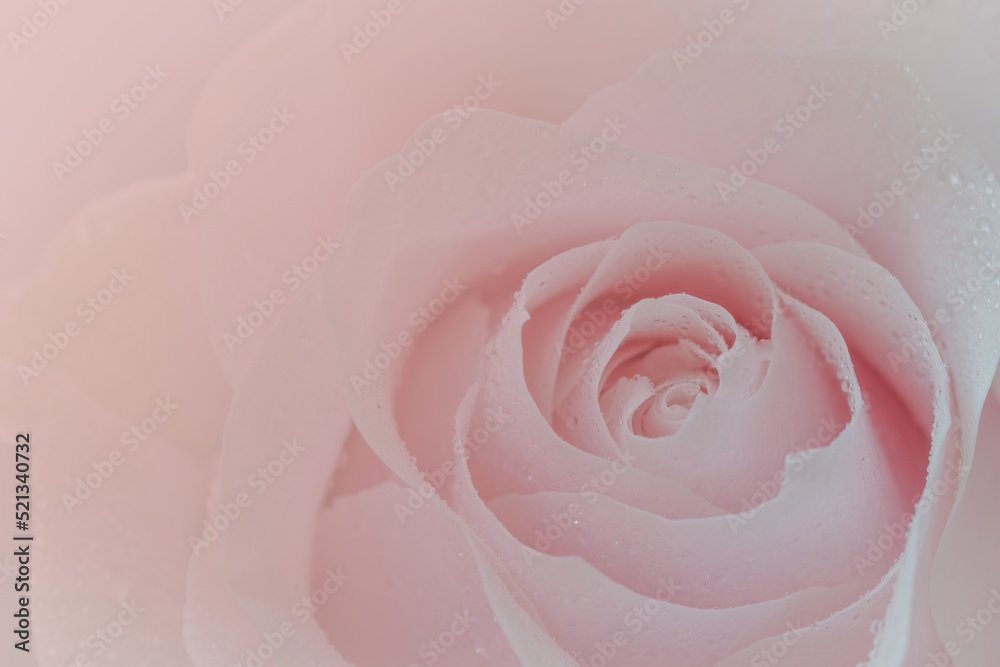 Close up of pink rose on pink background. soft filter.