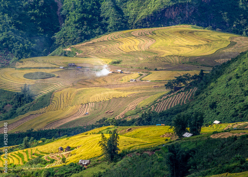 Terraced fields at harvest time in Northern, Vietnam.