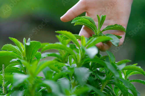 Stevia collection. Hand plucks stevia in the rays of the bright sun. Stevia rebaudiana on blurred green garden background photo