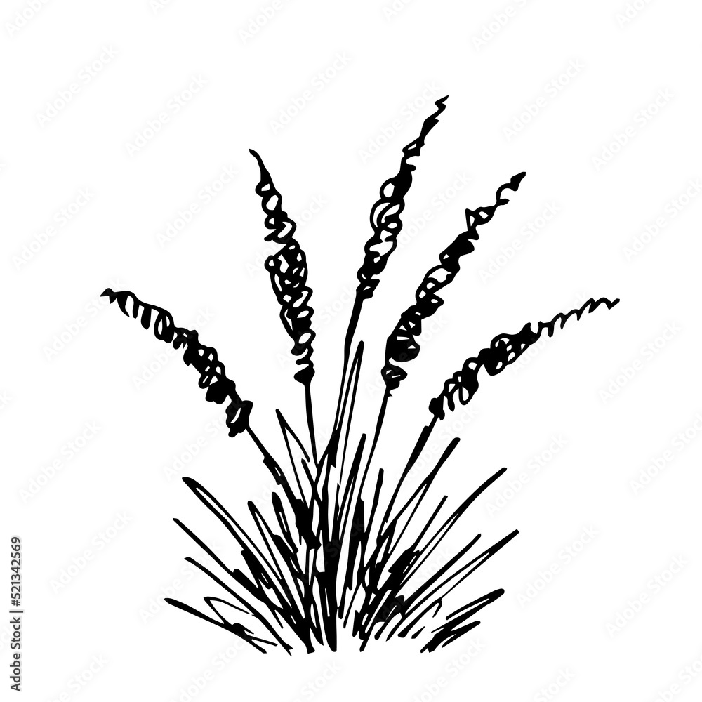 Simple hand drawn vector black outline drawing. Pampas grass bush isolated on white background