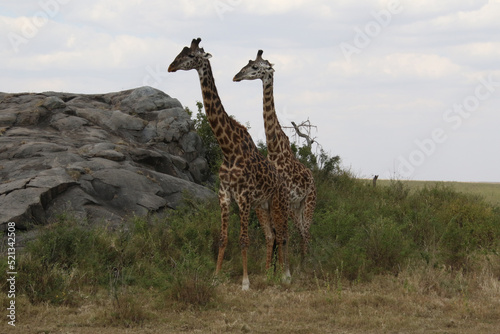 Two giraffes standing in front of a rock hill