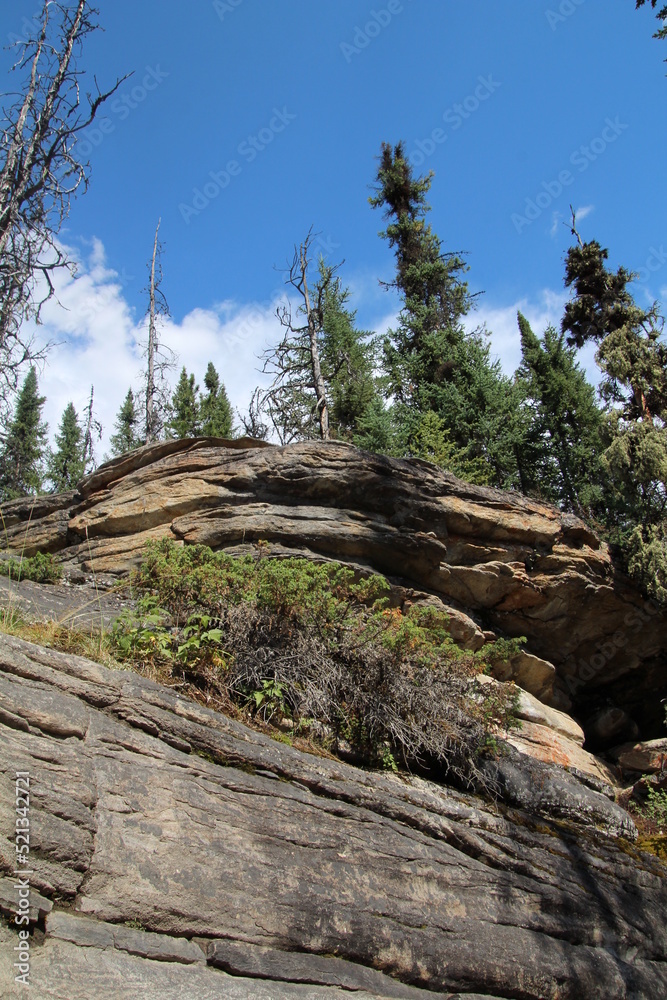 Forest On The Rocks, Jasper National Park, Alberta Forest On The Rocks, Jasper National Park, Alberta
