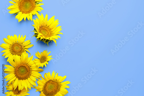 Beautiful sunflowers on blue background with space for text  top view