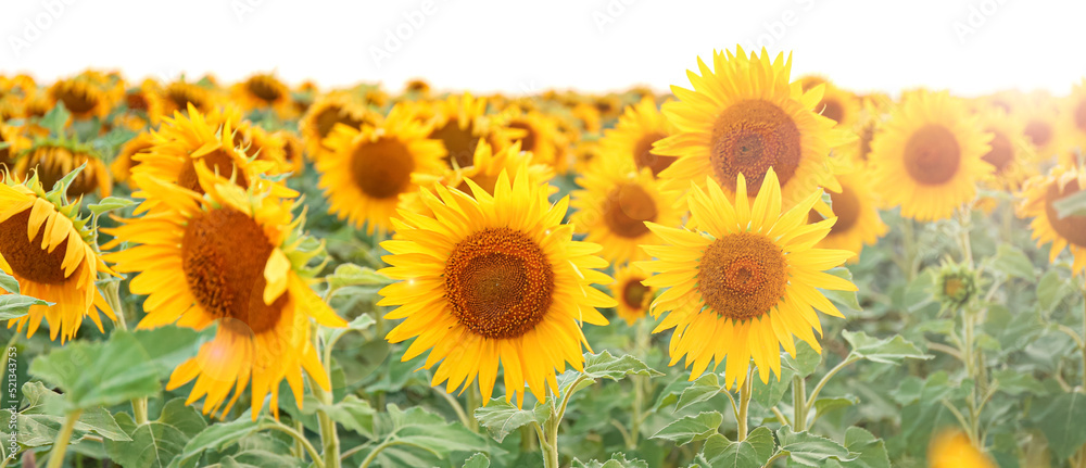 Fototapeta premium Banner with beautiful sunflower field on summer day