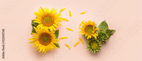 Beautiful sunflowers on col...
