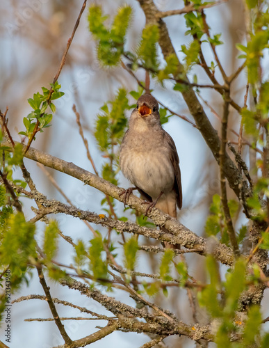 The thrush nightingale - male bird at the wet fields in spring photo