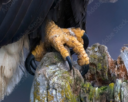 Closeup of a Bald Eagle's talon on a lichen covered post photo