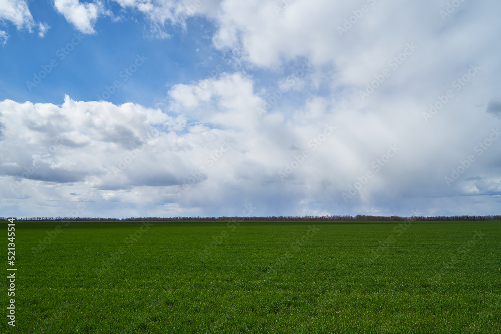 Image of a field of young wheat. Image of a field of young wheat.