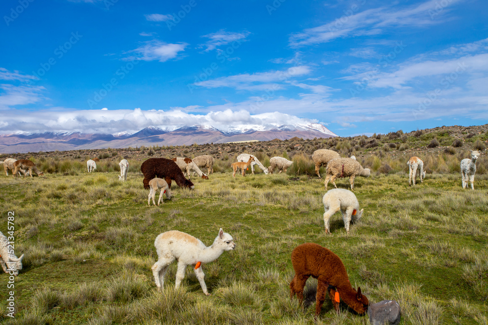 Fototapeta premium Alpacas en la sierrra peruana