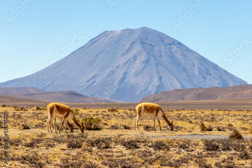 Vicuñas en Pampa Cañahuas