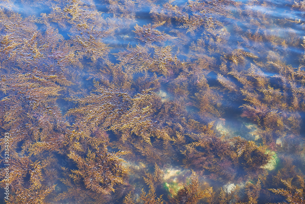 Sea water. Rocky seabed. Seaweed.