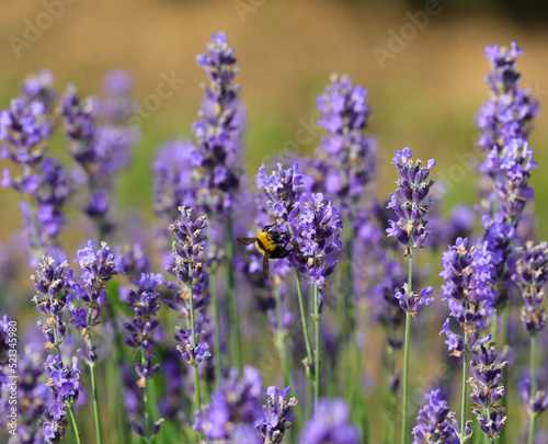 bee sucking nectar from purple lavender flowers © ChiccoDodiFC