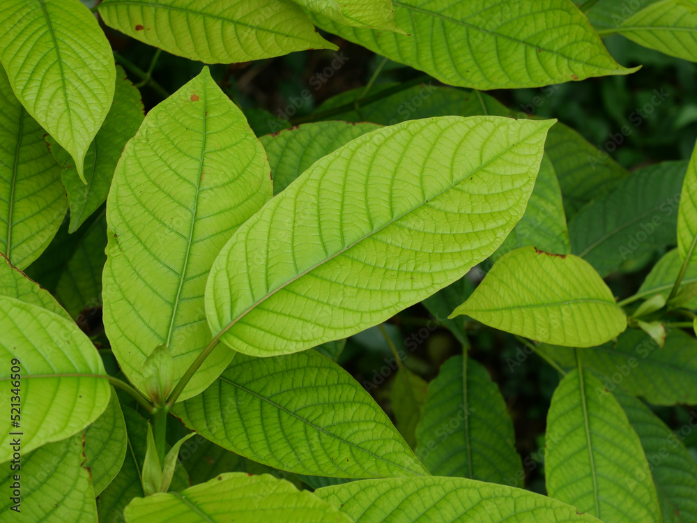 Green leaf background of Kratom or Mitragyna speciosa tree, Medicinal plant leaves Green leaf background of Kratom or Mitragyna speciosa tree, Medicinal plant leaves