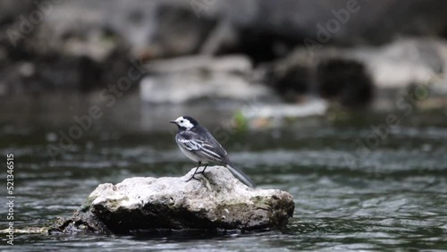 Pied wagtail catching flies on the river.