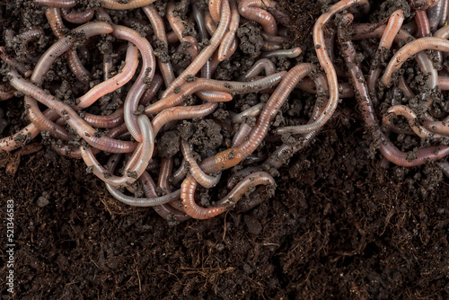Garden compost and worms - earthworms in black soil as background, top view.