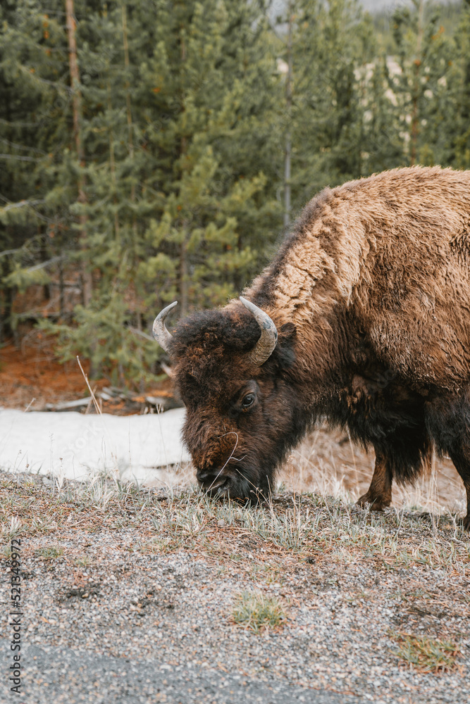 American Bison at Yellow Stone National Park, Wyoming American Bison at Yellow Stone National Park, Wyoming