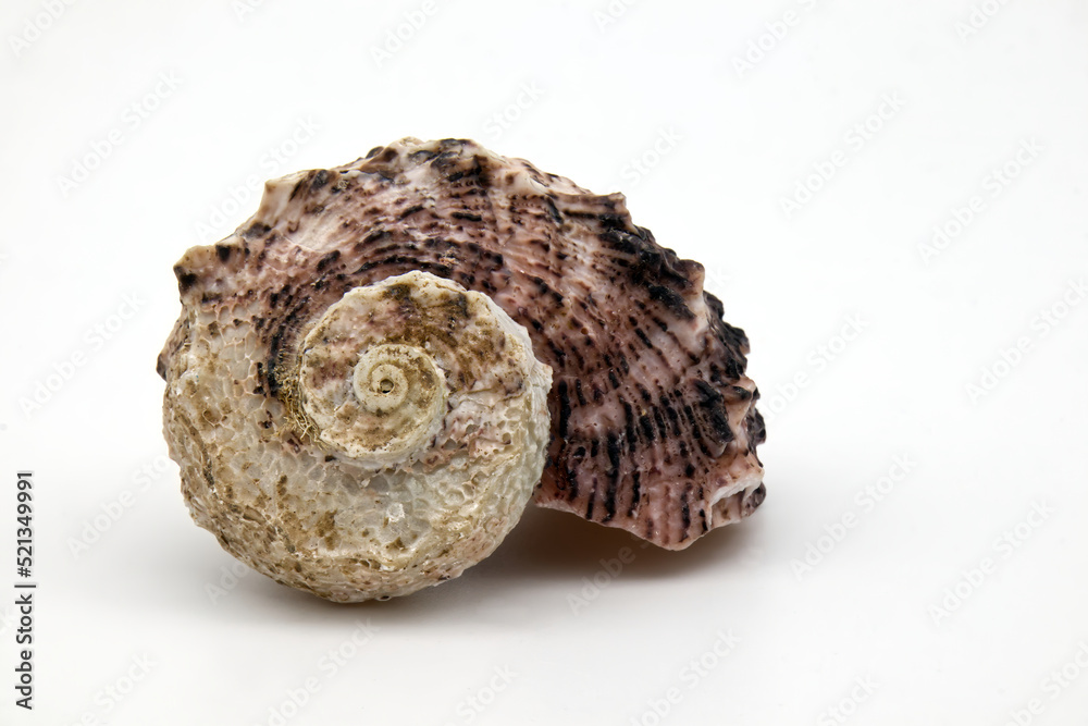 Seashell isolated on white background. Space for text Seashell isolated on white background. Space for text
