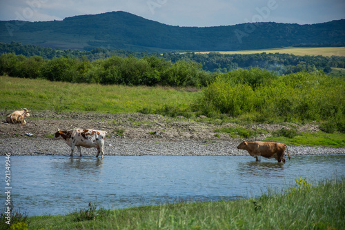 Romania, Bistrita, Cow herd on the river bank
  Sieu, in the Cristur Sieu area,2021 photo