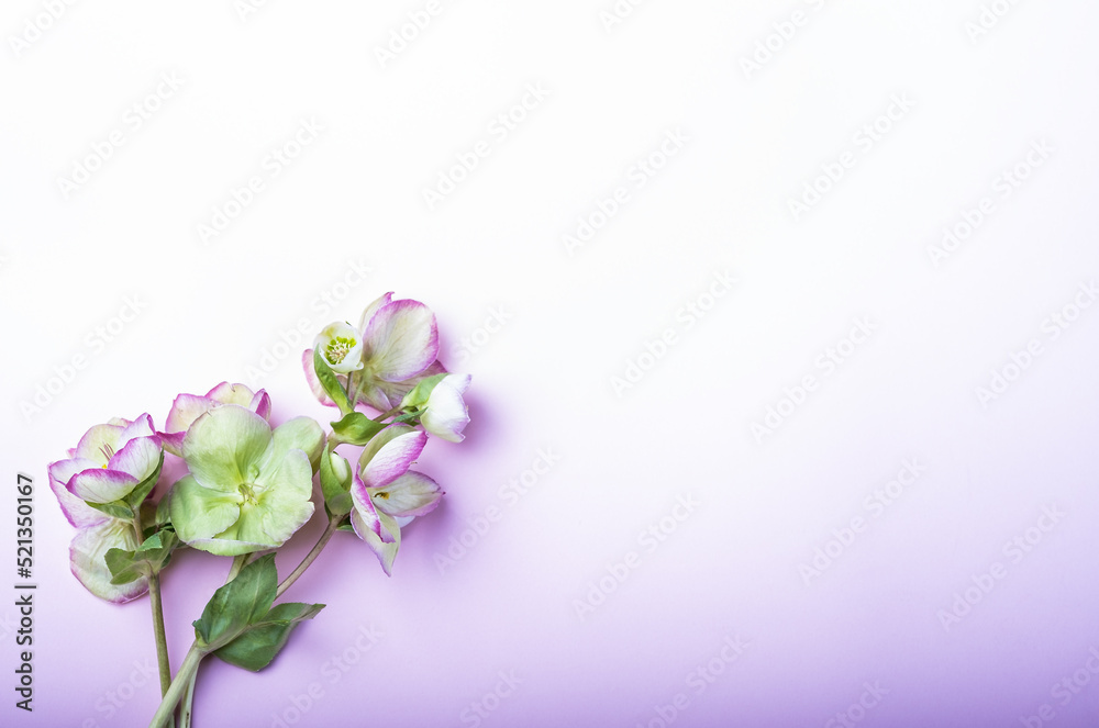 Beautiful hellebore flower, floral flat lay feminine background