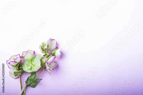 Wallpaper Mural Beautiful hellebore flower, floral flat lay feminine background Torontodigital.ca