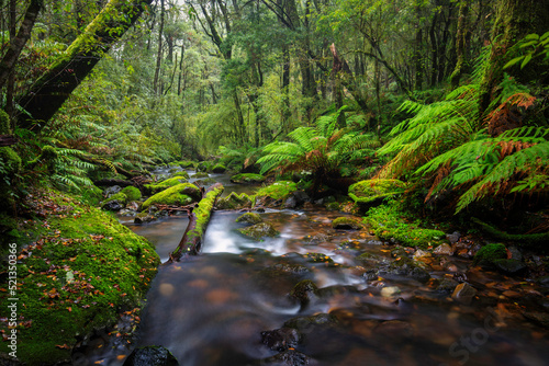 misty stream in New England National Park