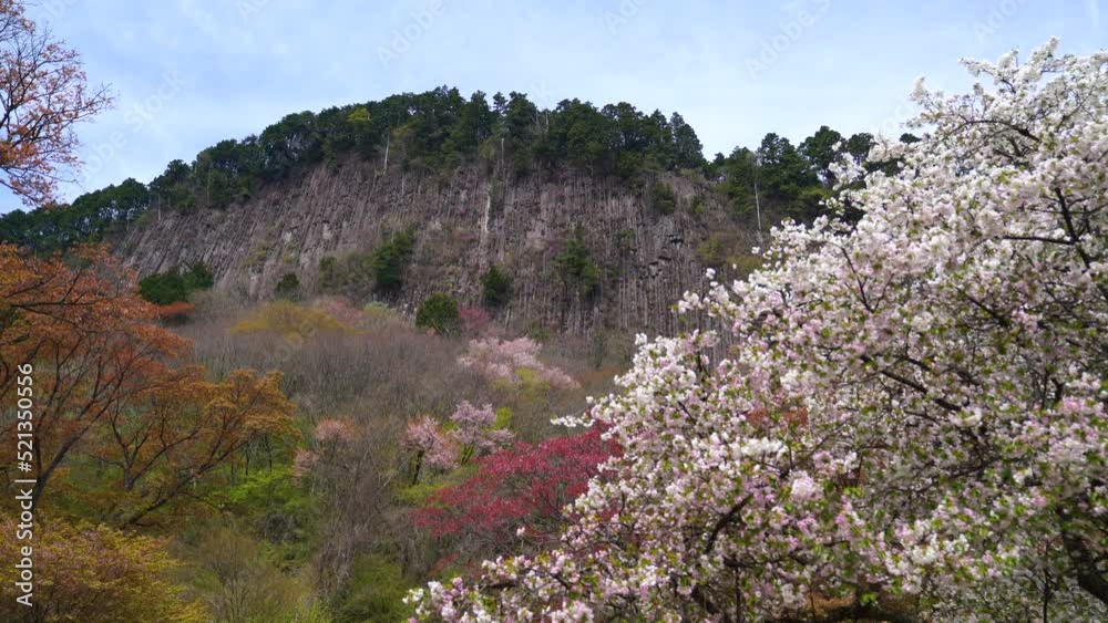 奈良県 曽爾村 屏風岩と山桜 奈良県 曽爾村 屏風岩と山桜