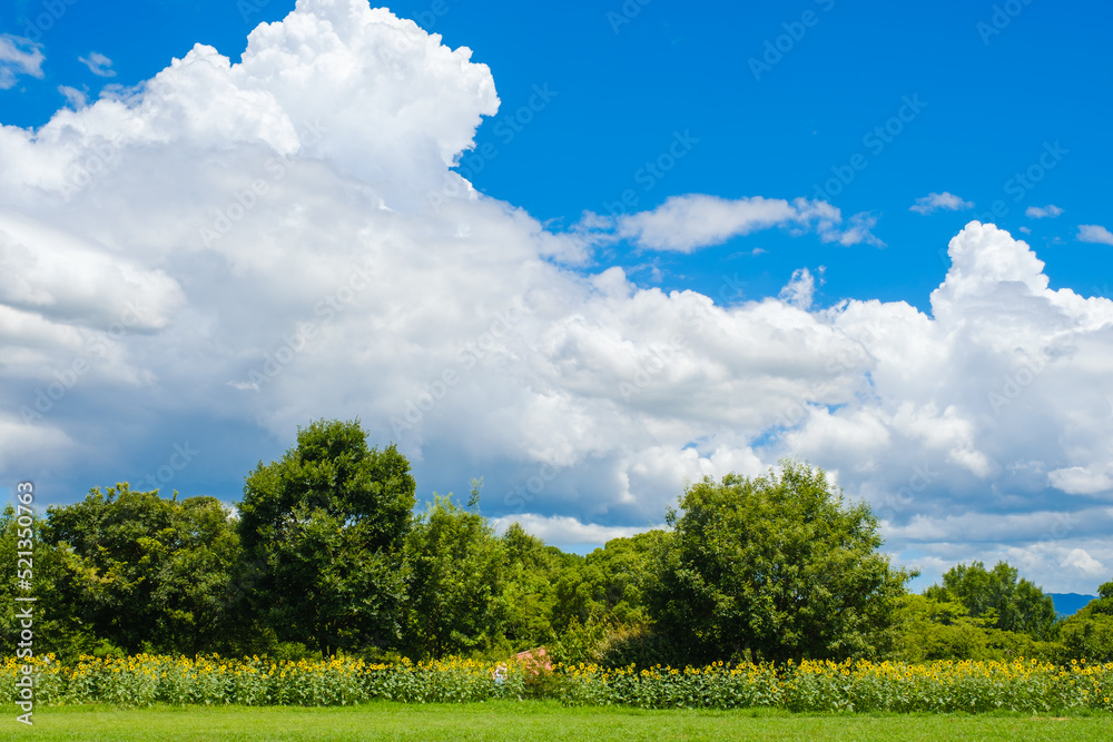 青空と白い雲とひまわり畑　奈良県馬見丘陵公園
