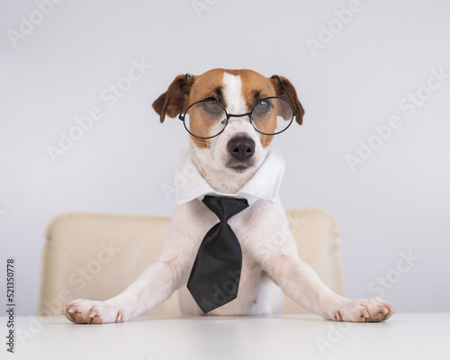 Dog Jack Russell Terrier dressed in a tie and glasses sits at a desk. 