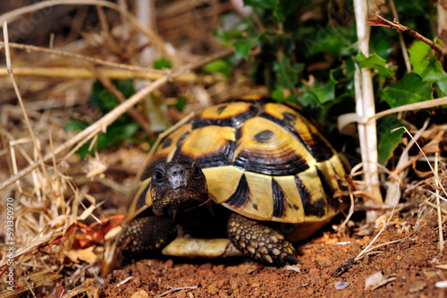 Griechische Landschildkröte // Eastern Hermann's tortoise (Testudo hermanni boettgeri) - Peloponnese, Greece