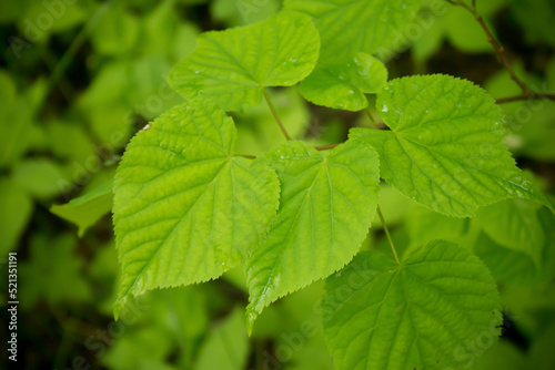 green leaves of a tree