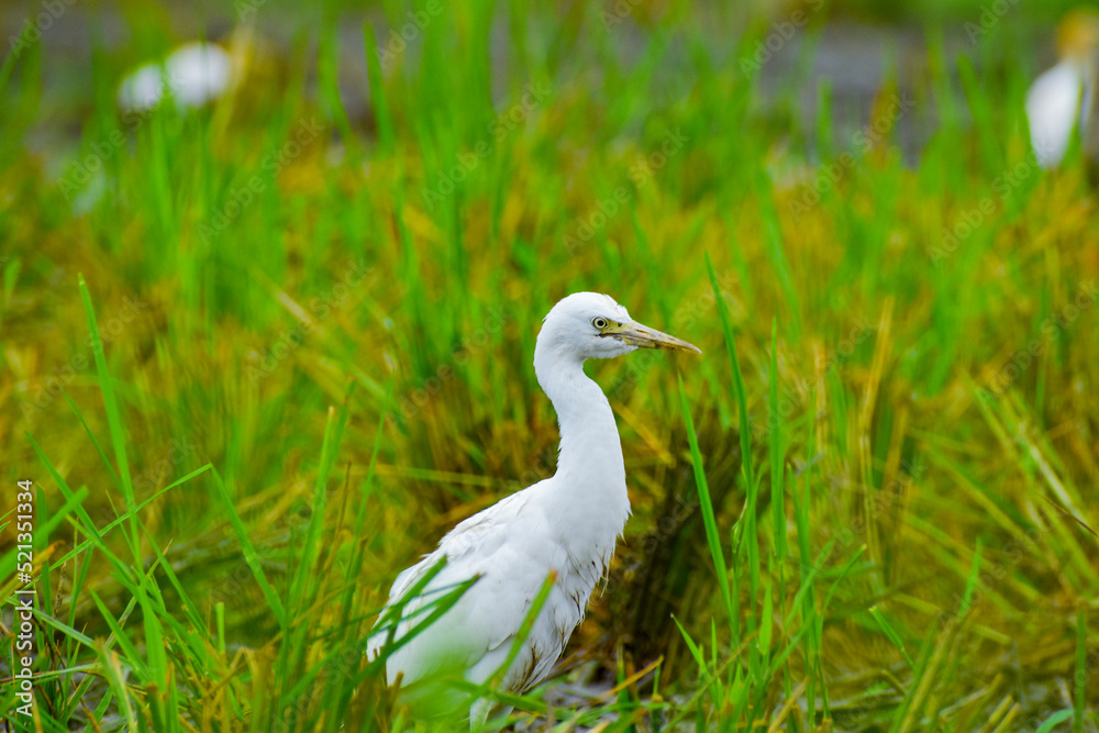 Cattle egrets are the water birds in the farm field Cattle egrets are the water birds in the farm field