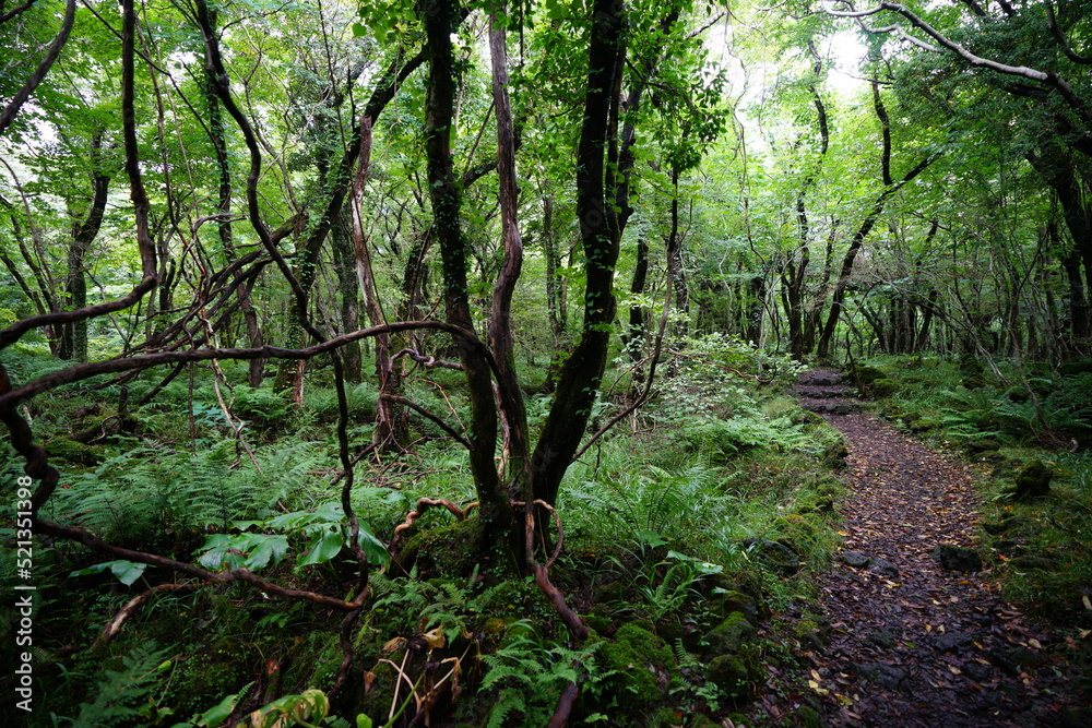 dense summer forest in the gleaming sunlight dense summer forest in the gleaming sunlight