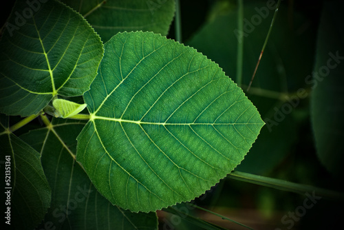 Green Unknow plants leaf