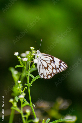 Photography Butterfly closeup background blurred nature photography