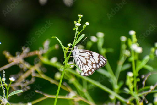 Photography Butterfly closeup background blurred nature photography