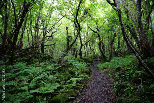 pathway through dense summer forest