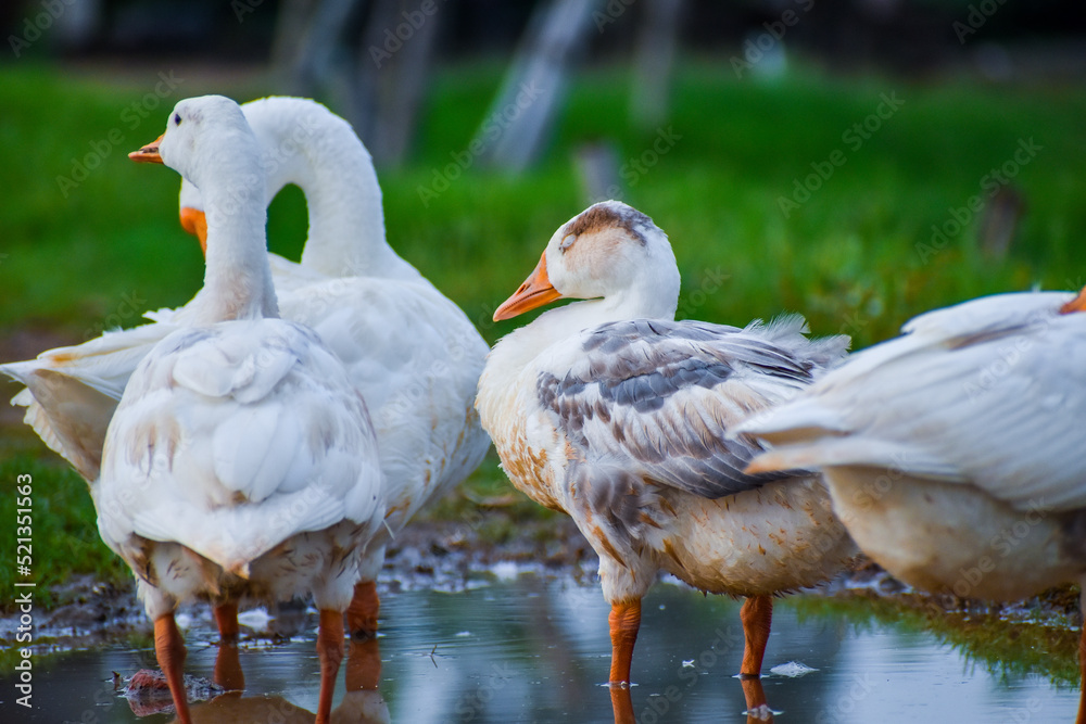 White Chinese Goose also known as Swan Goose (Anser cygnoides) strolling through green grass by the lake White Chinese Goose also known as Swan Goose (Anser cygnoides) strolling through green grass by the lake