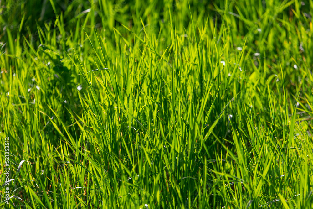 Obraz premium Lush green grass in nature