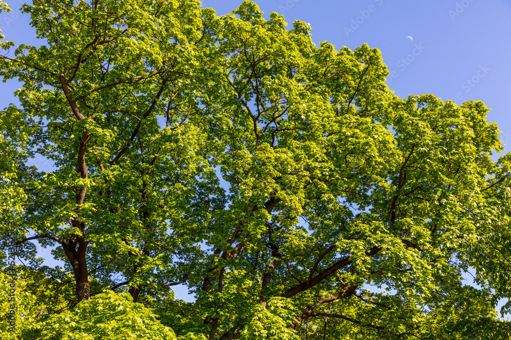 Green leaves on the trees in the park. Nature Green leaves on the trees in the park. Nature