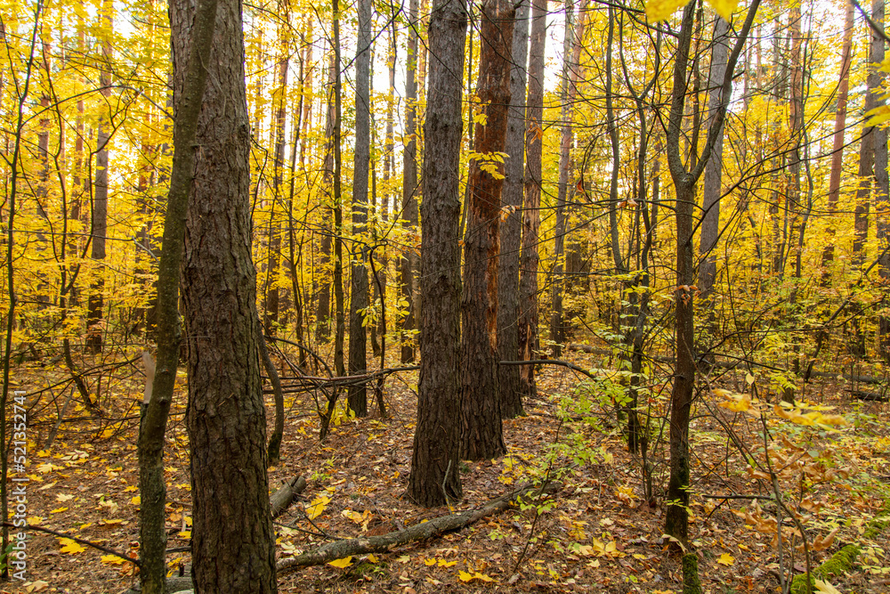 Trees in the forest in autumn.