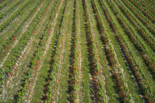 Italian vineyards aerial view. Italian viticulture. Vineyard plantation top view. Rows of vineyards with red flowers  top view  in Italy.