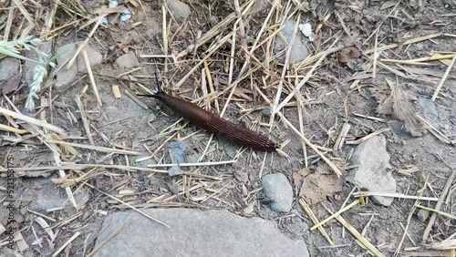 The Spanish ( Arion vulgaris or Arion lusitanicus ) is an air - breathing land slug, a terrestrial pulmonate gastropod mollusk in the family Arionidae, the roundback slugs. photo