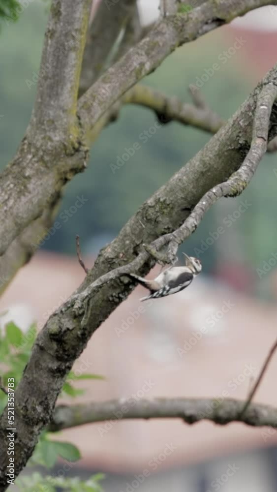 Vertical footage of a woodpecker knocking on the branches of the tree
