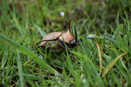 walking beetle  © Camilo